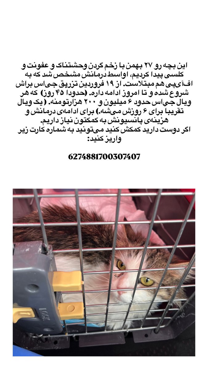 3rphan's tweet photo. این بچه به کمک نیاز داره هنوز.
دو تا ویال جی‌اس بدهی داریم و هزینه‌ی پانسیونش هم تسویه نشده. حتی ۱۰۰ هزارتومن هم می‌تونه خیلی تاثیرگذار باشه وقتی جمع بشه. این طفلک‌ها پناهی جز ما ندارن. لطفاً فراموشش نکنید و کنارش باشید.
شماره کارت جهت واریز:

6274881700307407 https://t.co/Ma9ApG8Xn8