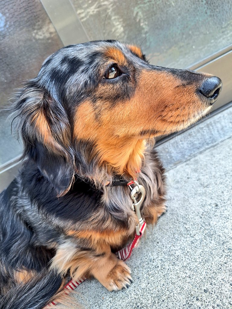 🐶もなか🐶 どこ見てるのかな？ お散歩行きたくない〜 っておすわり