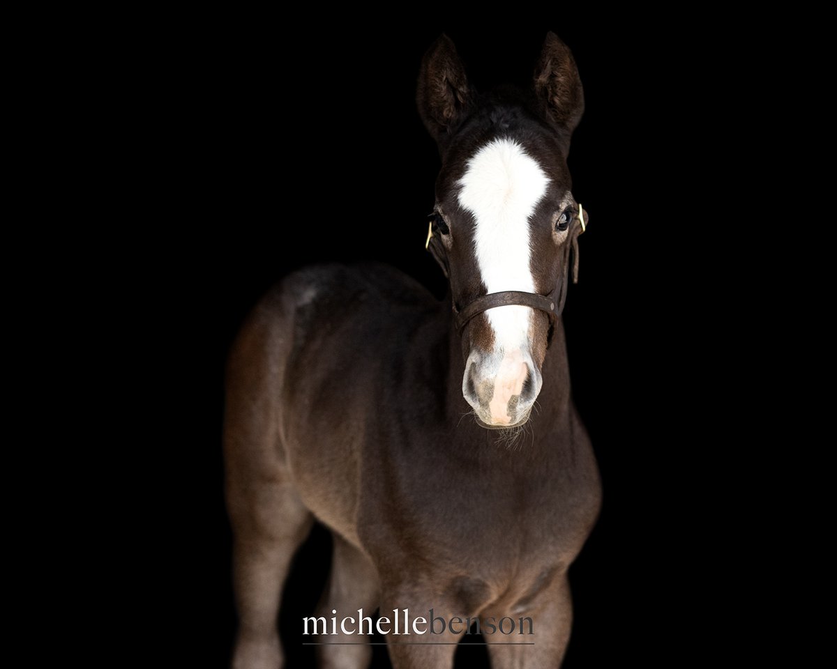 WoodMereFarm's tweet photo. New foal alert! ๐จ Weโre happy to introduce Kashami's '26 foal, a colt by Dialed In (@darbydanfarm). Born on Monday, April 20. ๐ #foalphotos2026 #thoroughbred #kybred #DialedIn #horses #futureracehorse #horseracing
๐ท: Michelle Benson https://t.co/KaVldTRxYF