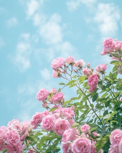 asma11n's tweet photo. - آللهم   اجعلنا  في هذا اليوم الفضيل 
ممن قلت لـ آمنياتهم 

( قد جعلها ربي حقّا)🌷💕

-آللهُم المُراد وفوقَ المُراد
لاتردنا إلا بِجبر يداوينا يا اللّٰه .💕🌷

#يوم_عرفة https://t.co/88OO6QZWm4