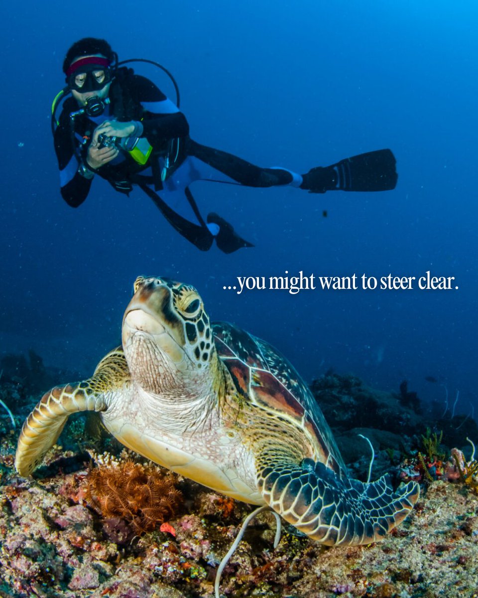 PADI tweet media