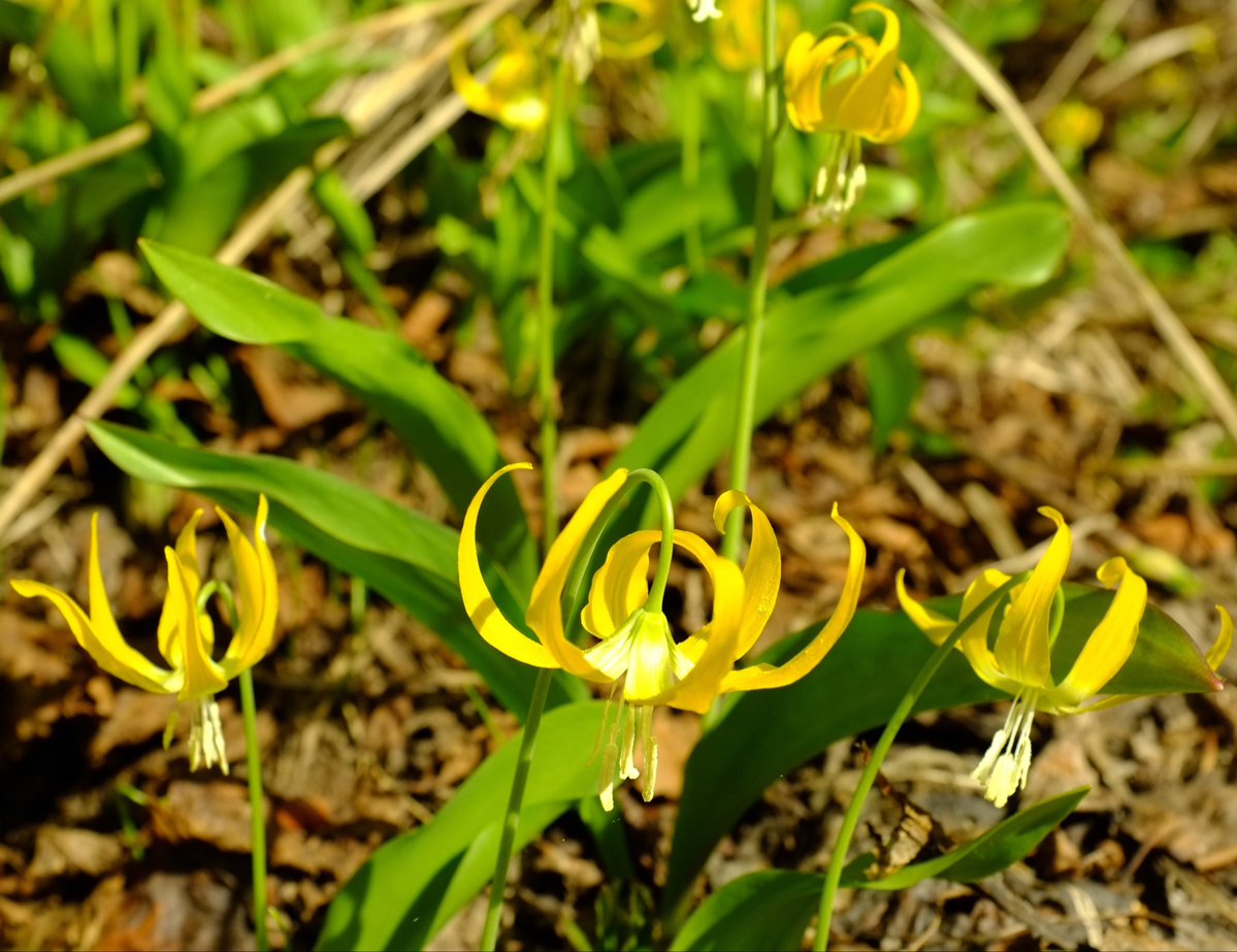 annikusrex's tweet photo. @timothykeck got some glacier lilies this weekend https://t.co/U1aEhX1L3w