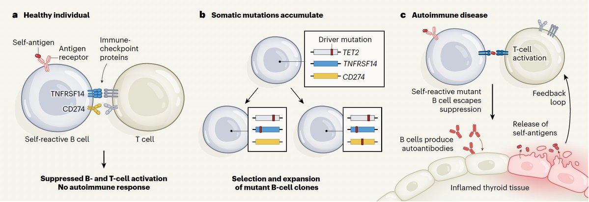 EricTopol's tweet photo. The "forbidden clones" that develop from somatic mutations and autoimmune diseases, theorized in 1959 but requiring state-of-the art sequencing to prove
https://t.co/OWJCtd5kh3 https://t.co/reVnR12dE4