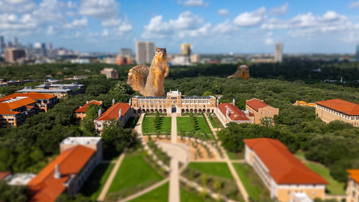 ricealumni's tweet photo. Students are gone for the summer, so the squirrels are taking over. https://t.co/YiV6vnutxJ