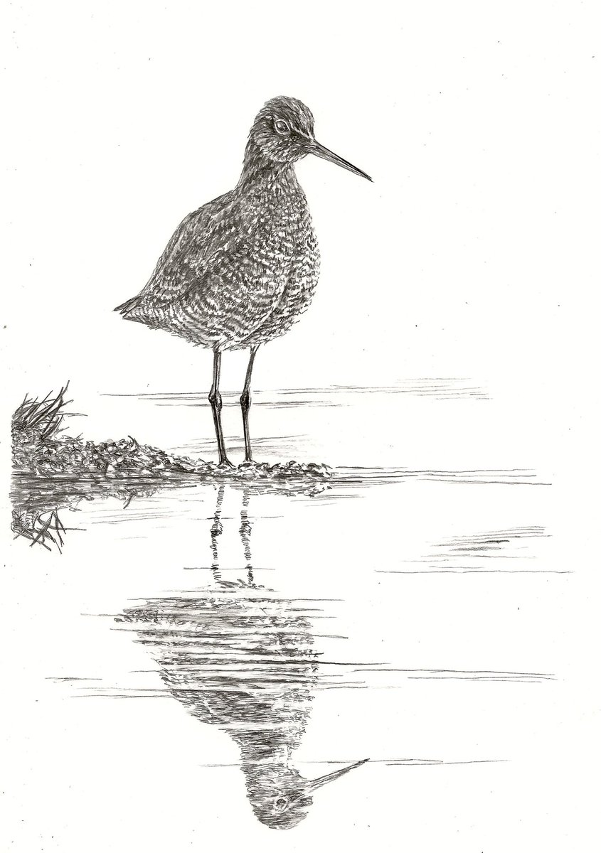 AtelierGeeraets's tweet photo. Ik maakte nog een potloodtekening,  maar nu ga ik het zoldertje met platte dak even uit. Dit is een zwarte ruiter. 

‘Een windstille ochtend’ 
29,7 x 21 cm
Potlood op papier 

Delen is lief. https://t.co/85KFacpf7G