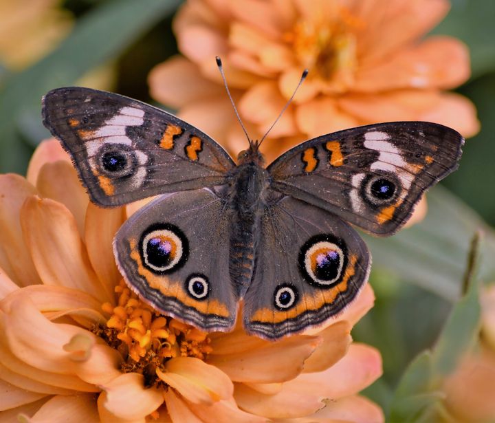 kidlib1's tweet photo. Art of the Day! "Beautiful Buckeye Butterfly". Buy at: https://t.co/sMi7M9ka88 https://t.co/8HZ2a1X1Sy