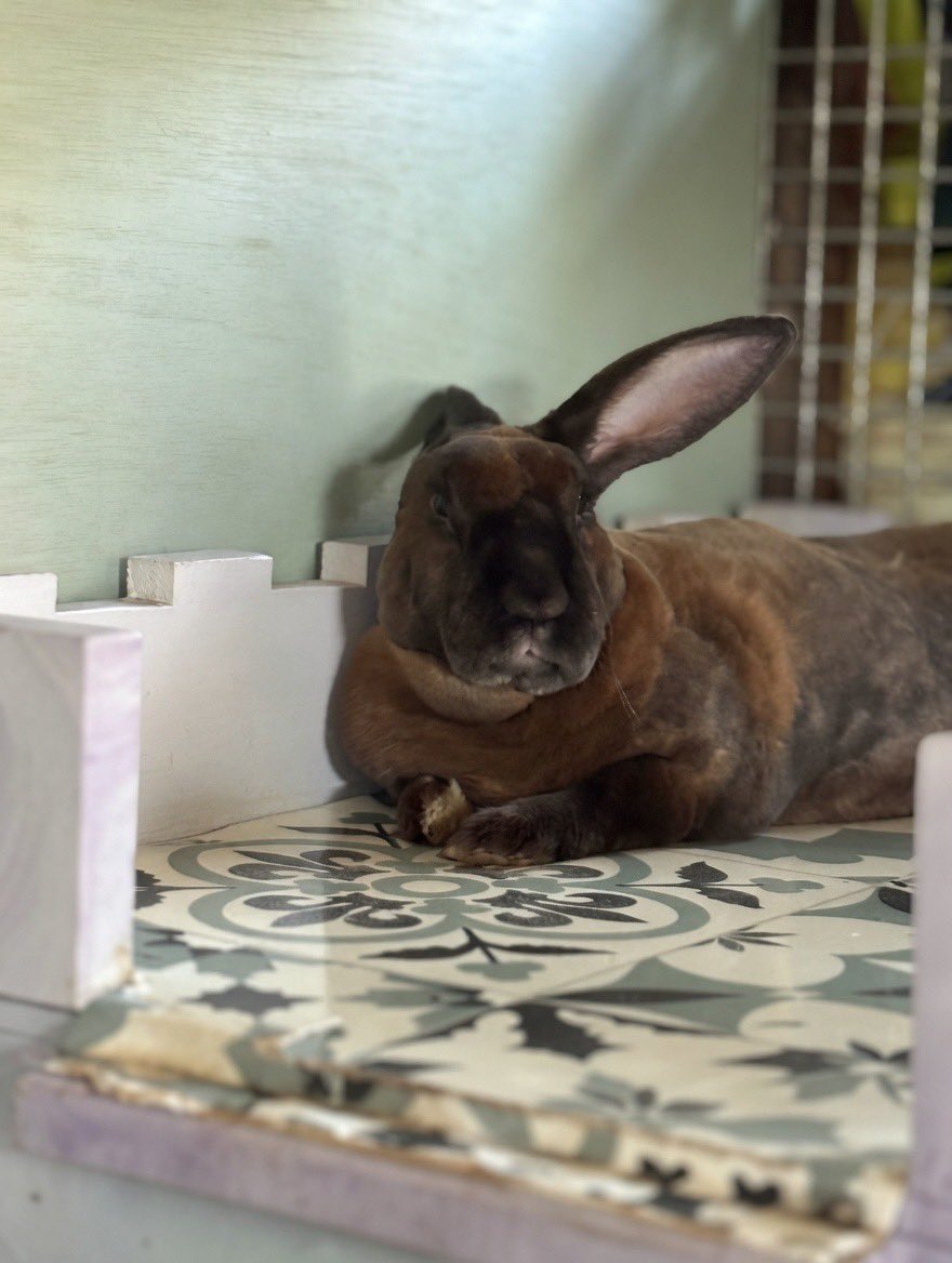 carrotcottagerr's tweet photo. Today is a difficult day for us. I did say I would be a lot more active here but today hasn’t worked out so well. 

We have 6 air conditioning units on the go and it’s not enough. 

We need to be here and changing ice packs every 2 hrs to keep the buns cool. 

Rabbits can tolerate cold
Far better than heat. Anything above 27c is deemed unsafe, with a higher chance of fatal heat stroke. As you can see we are 10 degrees above the safe zone. 
Air con units are expensive, so we are thinking that these fans have great reviews and will help
Move the air conditioned air to the further ends of the buildings. 
We’ve added them to the wish list in hopes that the community can help keep the buns cool
❤️❤️❤️