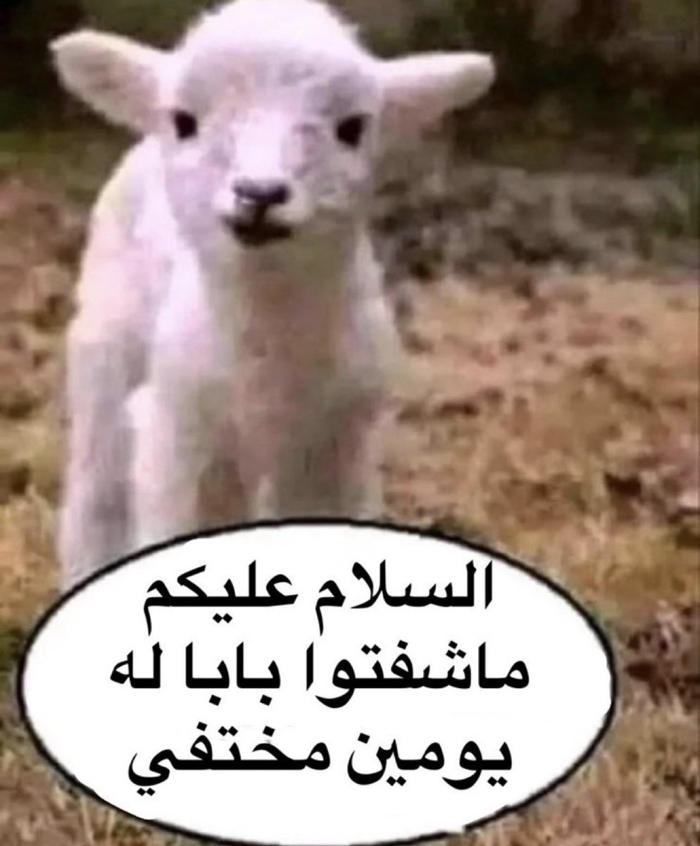 منصور tweet media