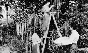 dmwsable's tweet photo. @thetalentguru @classic_film When I was young (I looked at the date and I was -too- young to remember it on the original date so I must've seen it on rerun or syndication or something) I remember seeing the 'Harvesting Spaghetti' video. https://t.co/Uu4FyJtVa2