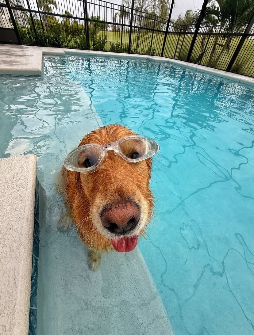 everything dogs 🐶 tweet media