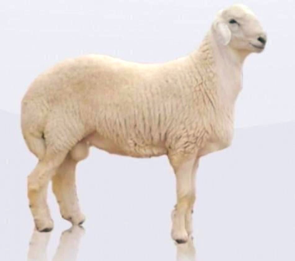 د. يوسف ال زاهب tweet media