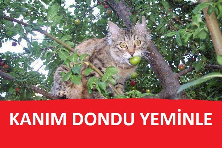 BoraTayfun34's tweet photo. @em_ir3734 😅😅😅 https://t.co/An14EatwMZ