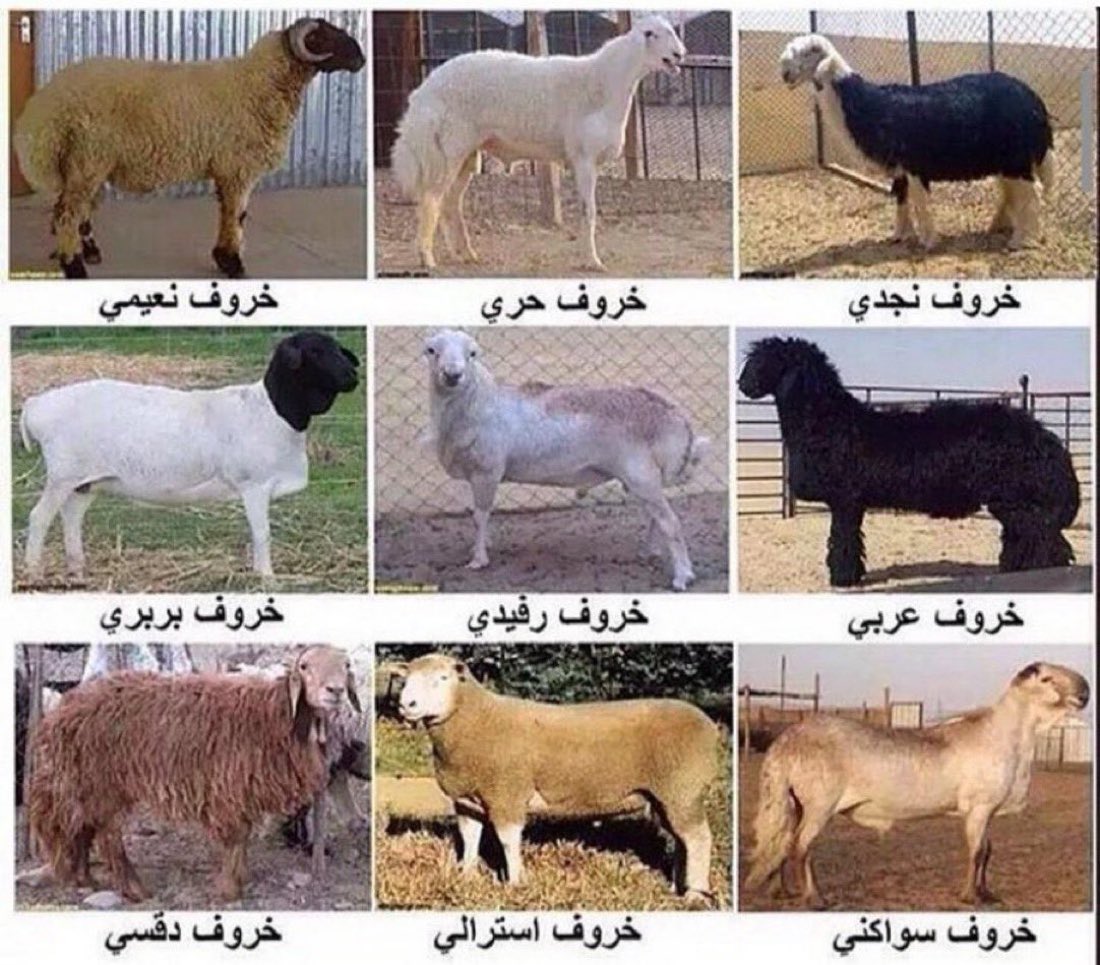 🇵🇸18 tweet media