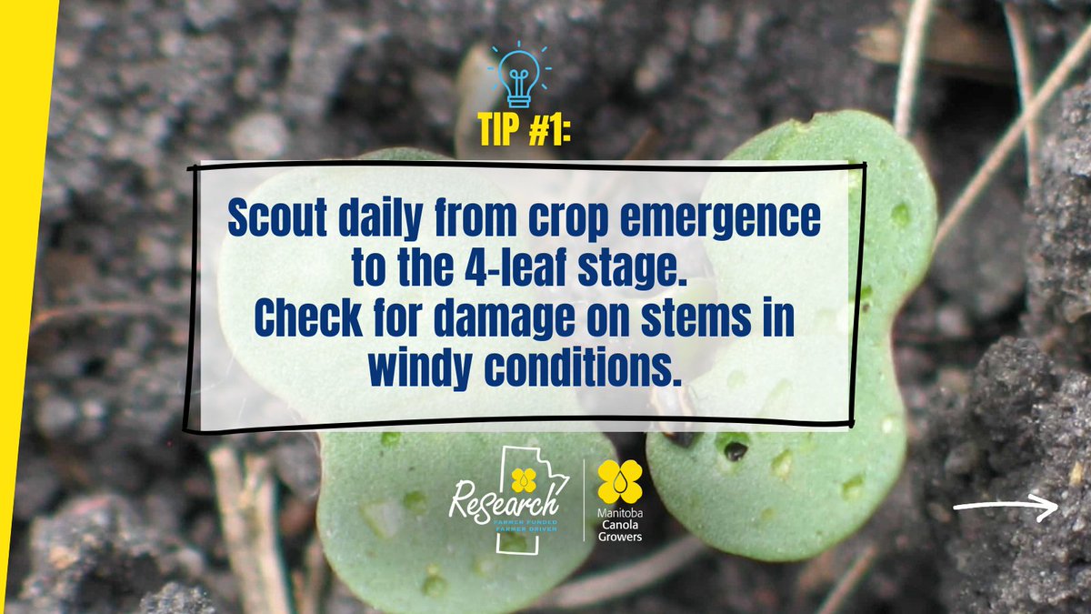 CanolaGrowers's tweet photo. Flea beetles are one of the most damaging early-season pests in canola, capable of rapidly defoliating seedlings. Heavy feeding can delay crop maturity, thin stands, or even require reseeding.
#MBAg #Plant26 https://t.co/eLc98DhTLG