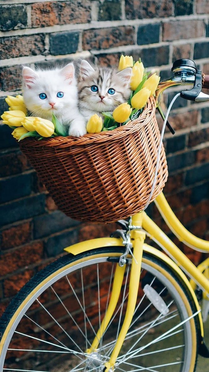 Vale&Ares🐾❤️🔆🔅🔆🔅⁉️ tweet media