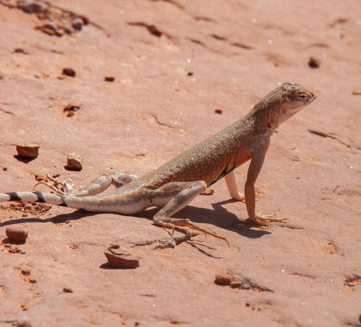 prairieguy2016's tweet photo. It may be Tortoise Tuesday but is another reptile from the Utah desert. I believe this is a Western Zebra-tailed Lizard. Look at the looonnnggg hind toe! 😳😳😳 #freak
https://t.co/Fs03XmaudB #photography #nature #lizards #utah #desert #wandering #desertsolitaire https://t.co/YAKcWVIAG8