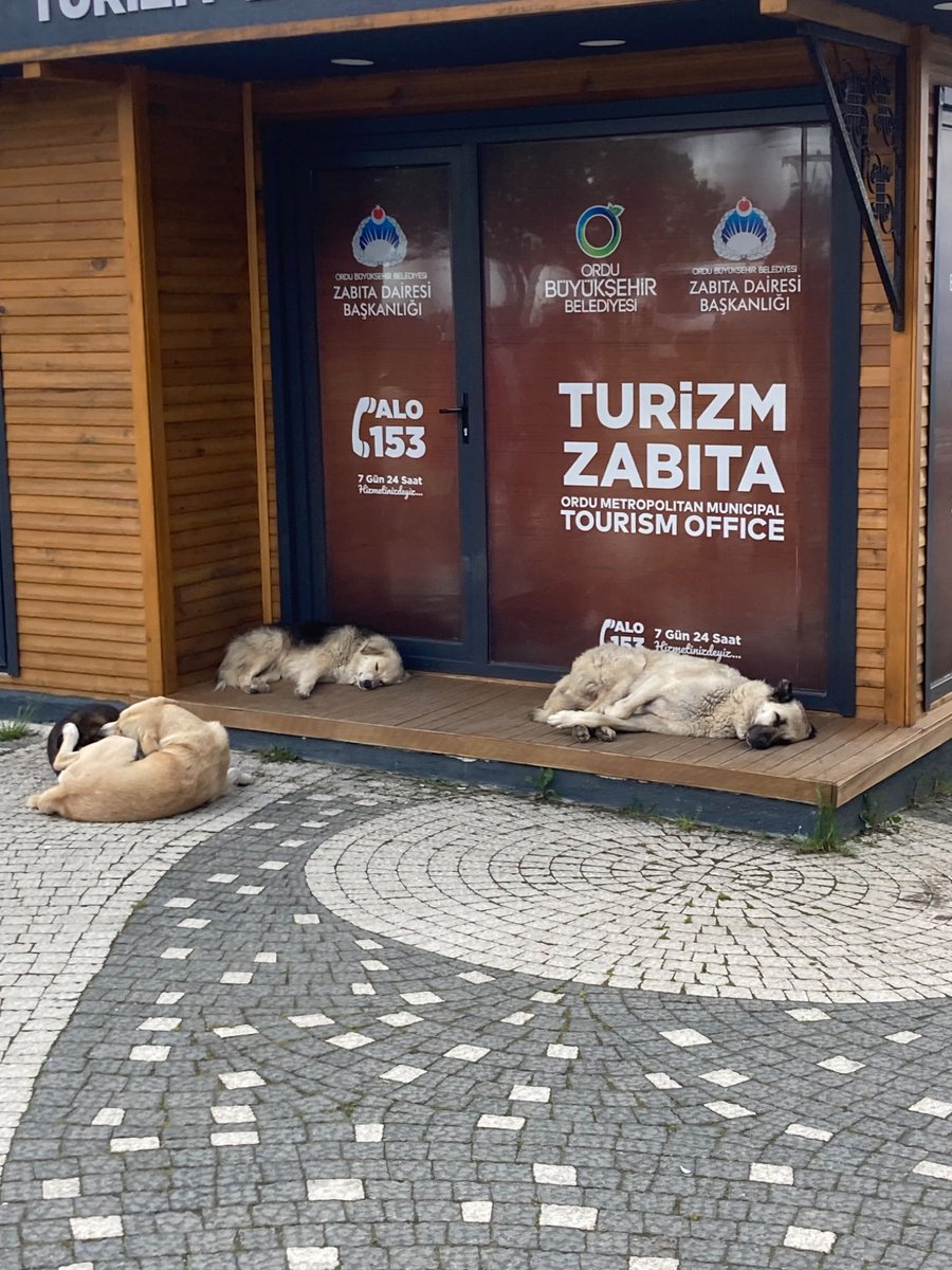 kocovali08's tweet photo. Ordu Büyükşehir Belediye Başkanı Hilmi Güler'in eseri. @mhilmiguler 

Ak Parti kendi belediyelerinde bile başıboş köpekleri toplamazsa, hükümet olarak diğer belediyelere kanunu nasıl uygulatacak? @RTErdogan @tcbestepe https://t.co/waZkNkxA0U