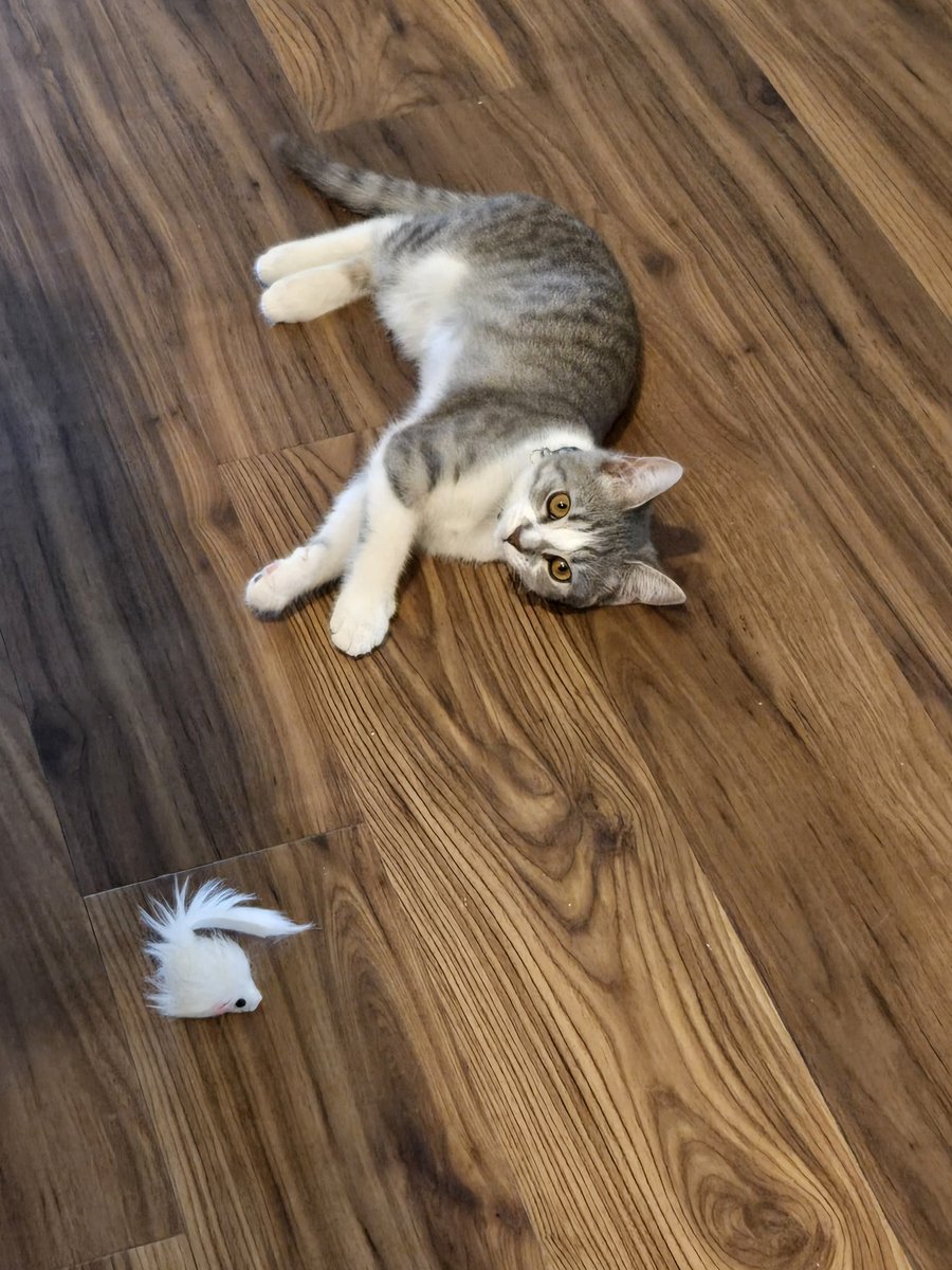 woopbloop's tweet photo. For anyone interested in getting a kitten just know the first like 1.5 months is actually terrible but then it gets sort of okay after 

Anyway here's my new cat I got 1.5 months ago https://t.co/JZVx3zm24U