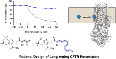 UCSFAging's tweet photo. Congrats to BARI’s Kevan Shokat on his new ACS Chem Biol paper! Targeting the protein-membrane interface with optimized lipophilic chains creates long-acting CFTR potentiators that sustain channel activation far longer after washout. Smart advance for cystic fibrosis therapy! https://t.co/CktYs7yAe0