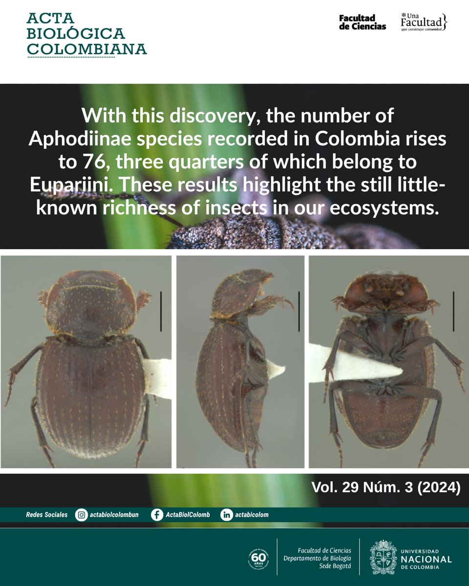 RevistaABC's tweet photo. A recent study reports, for the first time in the country, four species and three genera of the tribe Eupariini: Euparixoides tachirensis, Iarupea nigricans, Lomanoxia canthonopsis, and Lomanoxia costulata.
https://t.co/U85KetHYwy
#Distribution #Neotropics #Scarabs #Actabiológica https://t.co/yhOHpsT0zH