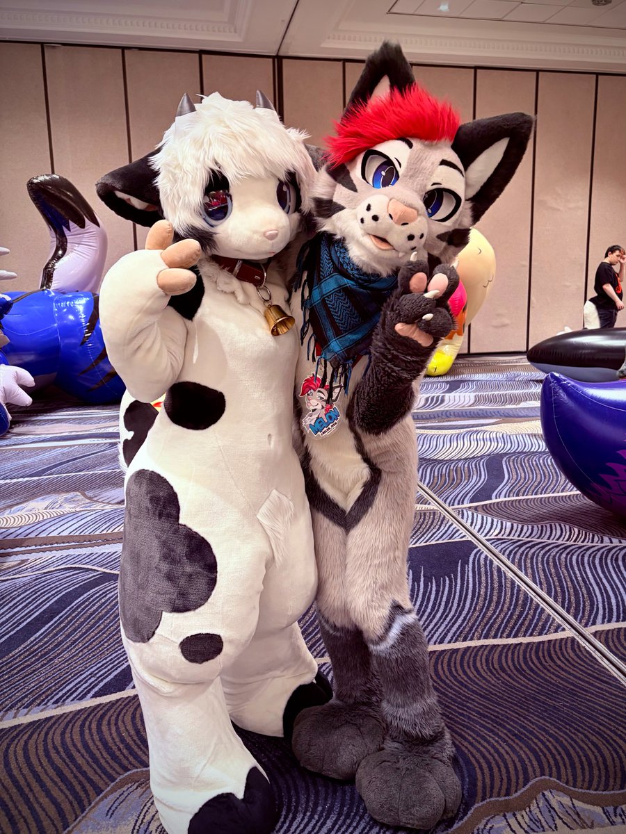 Soju cat ➔ CFZ, Awoostria tweet media