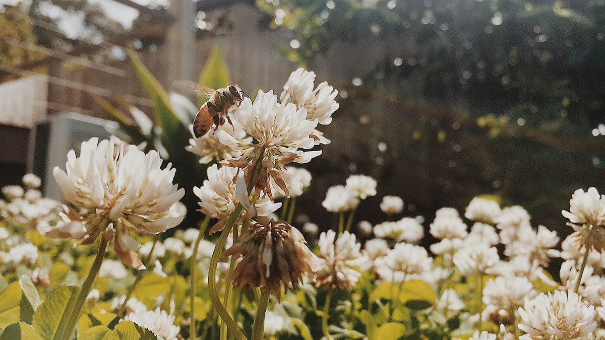 Bees Natural Farm tweet media