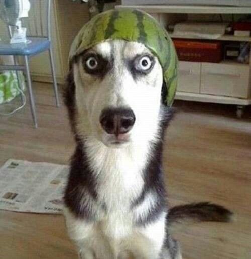 suu犬 tweet media