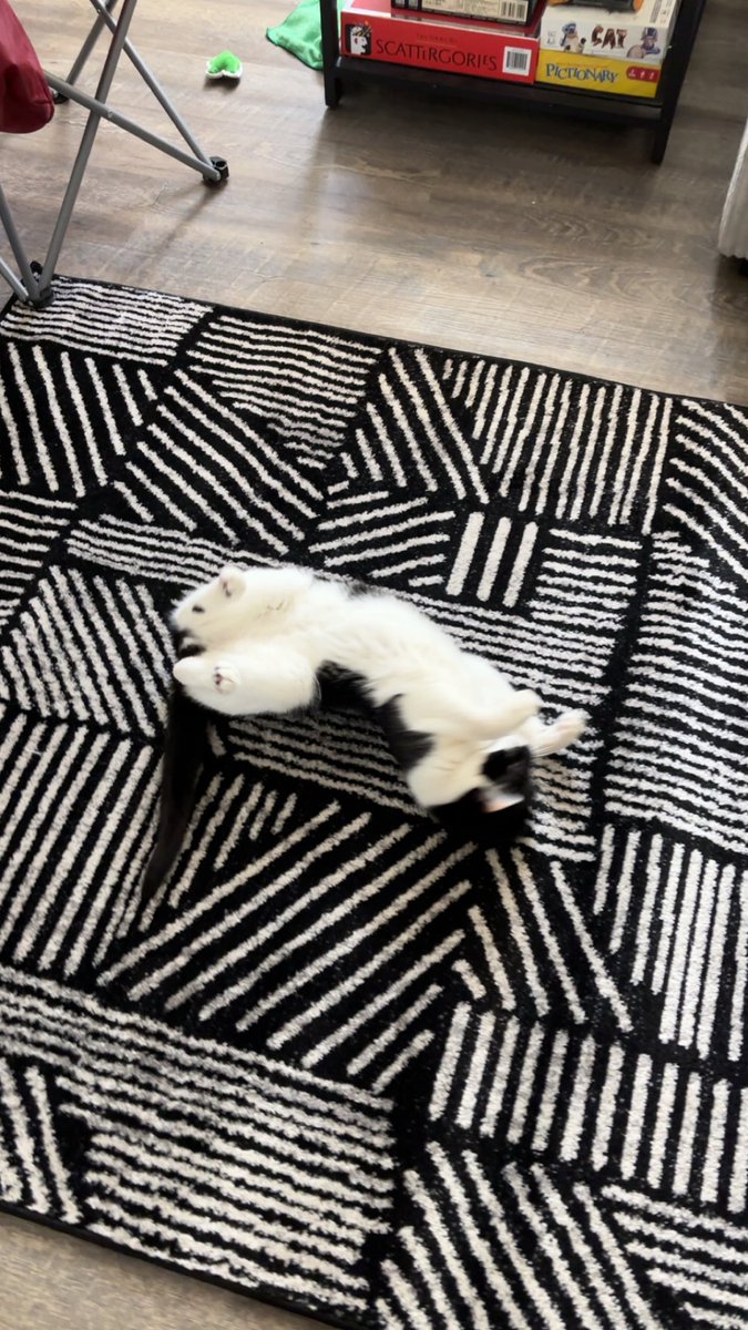Farmulous's tweet photo. New rug vibes https://t.co/FfcYUuWwD2