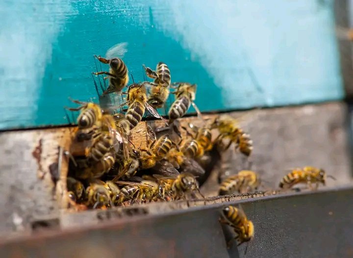 Bees Natural Farm tweet media