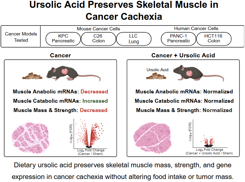 AJPCellPhys's tweet photo. Learn more about how #cancer affects #muscles in this #ArticleinPress, Dietary supplementation with ursolic acid preserves skeletal muscle mass and strength in mouse models of cancer #cachexia (Jeremy B. Ducharme et al. @UF):

https://t.co/TUrKFcqQl1 https://t.co/pnUlsWEXFv