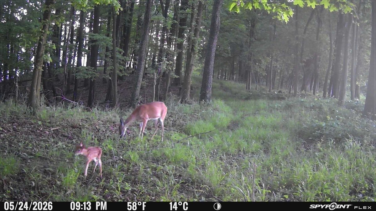 Michigan DeerHunter 🦌🏹🎯💀 tweet media