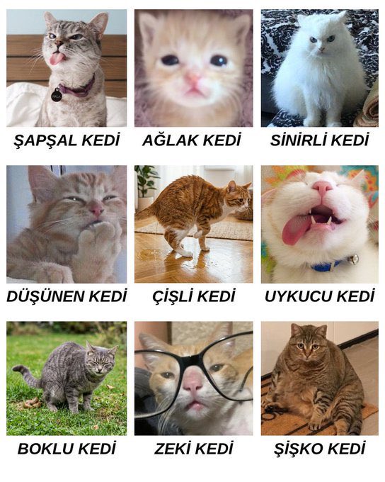 beersexual keçi tweet media