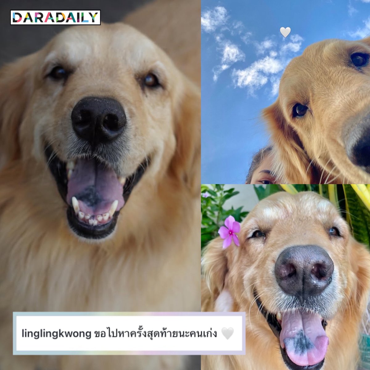 daradaily tweet media