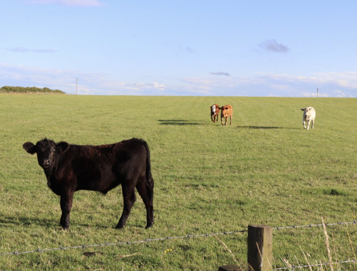 BeefProducerca's tweet photo. Bovine Tuberculosis Confirmed in Michigan Cattle Herd, Investigation Underway: https://t.co/zhYpn5sKe3 https://t.co/V6NfhmiVOU