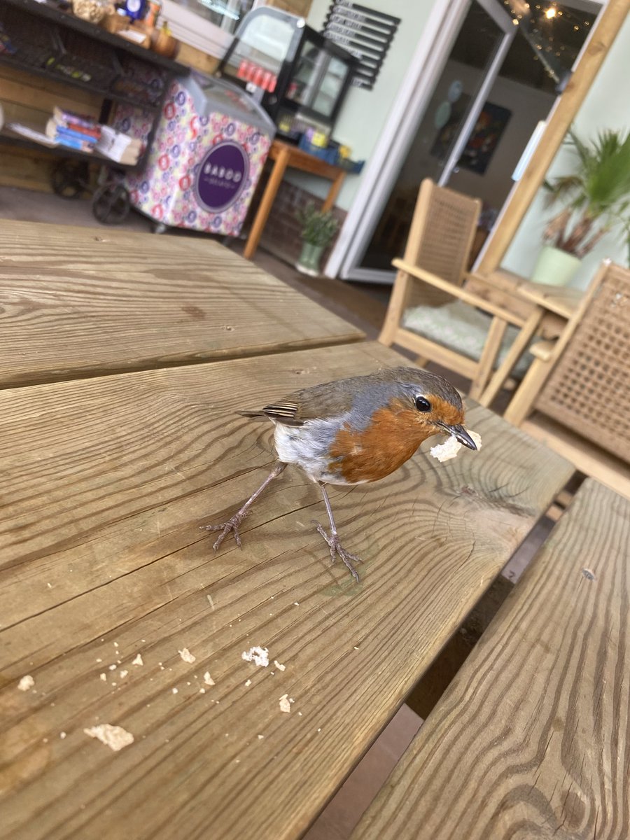 caped_Cornwall's tweet photo. Made a friend https://t.co/rYKmoL0GOT