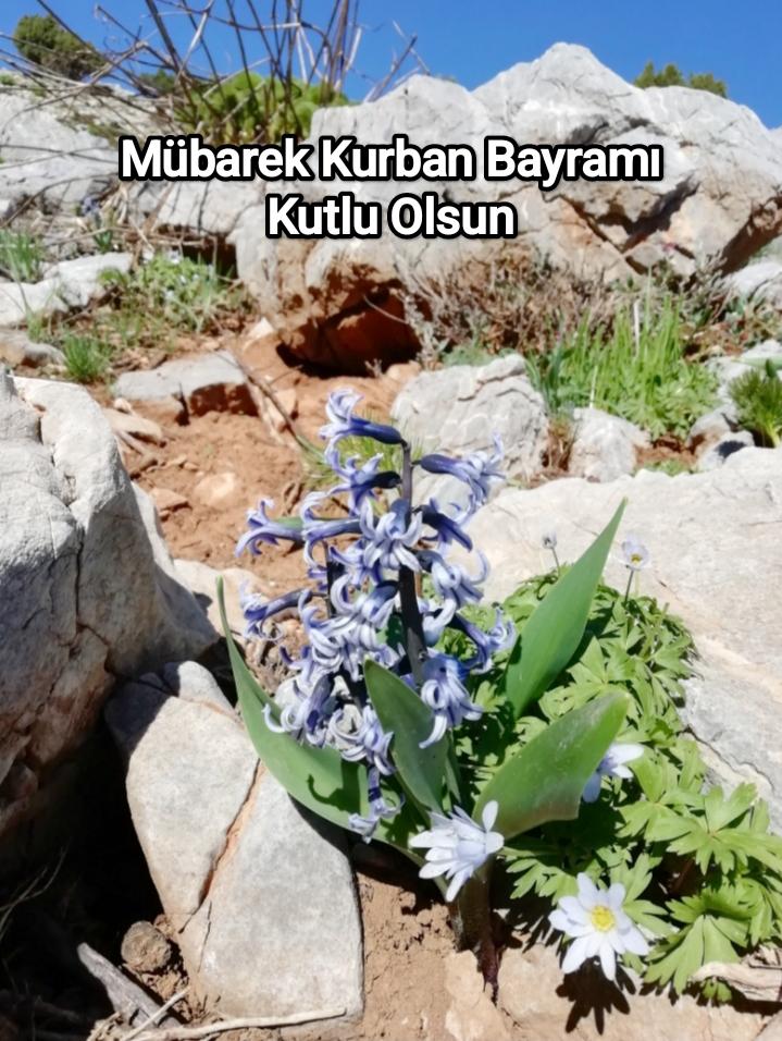 YetisgenM's tweet photo. Mübarek Kurban Bayramı Türk İslam Alemine hayırlı olsun İnşallah https://t.co/1aX5RQY9r1