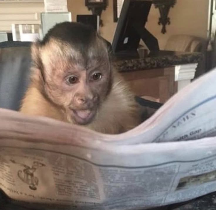 Monkey tweet media