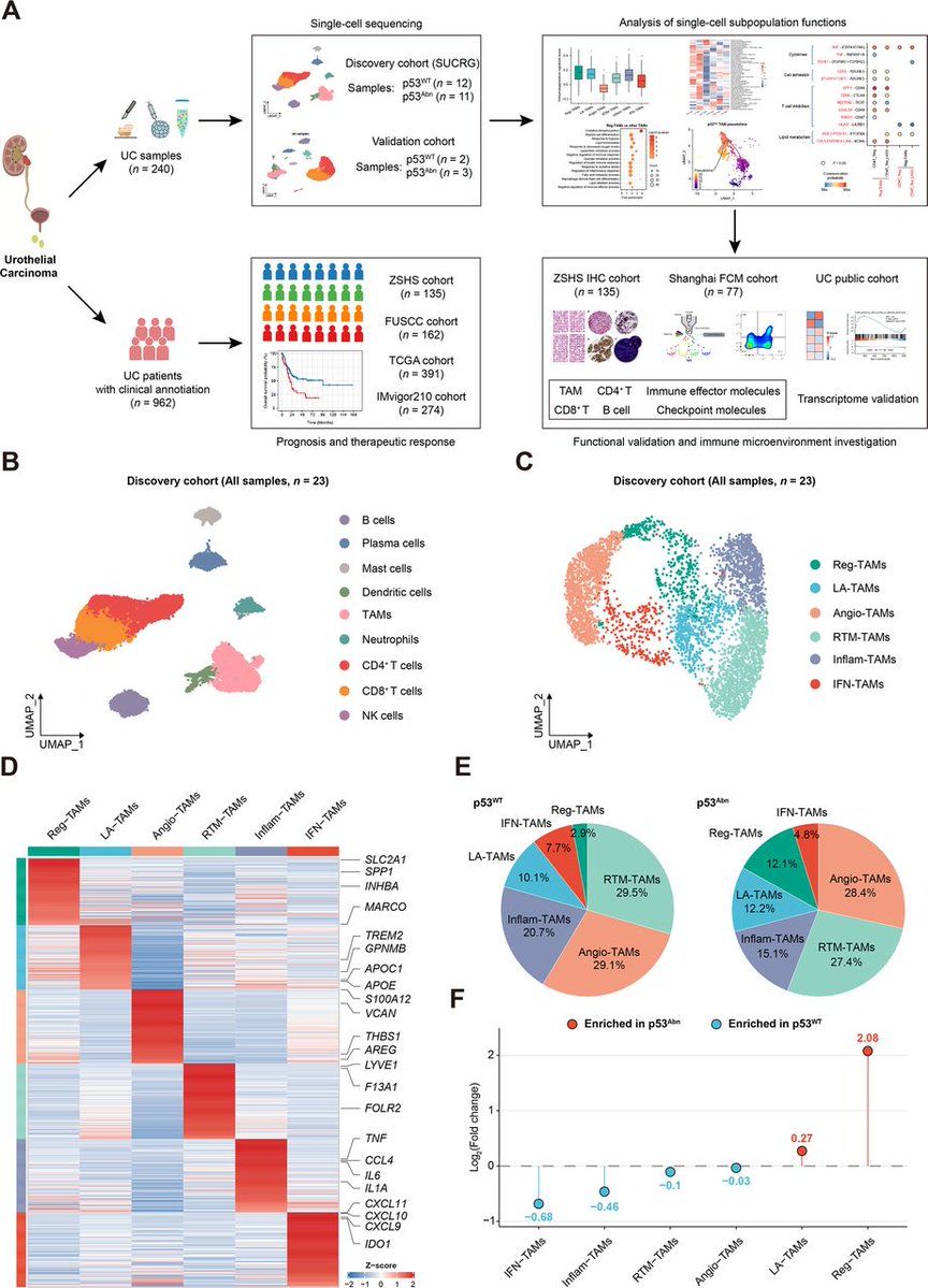 Journal for ImmunoTherapy of Cancer tweet media