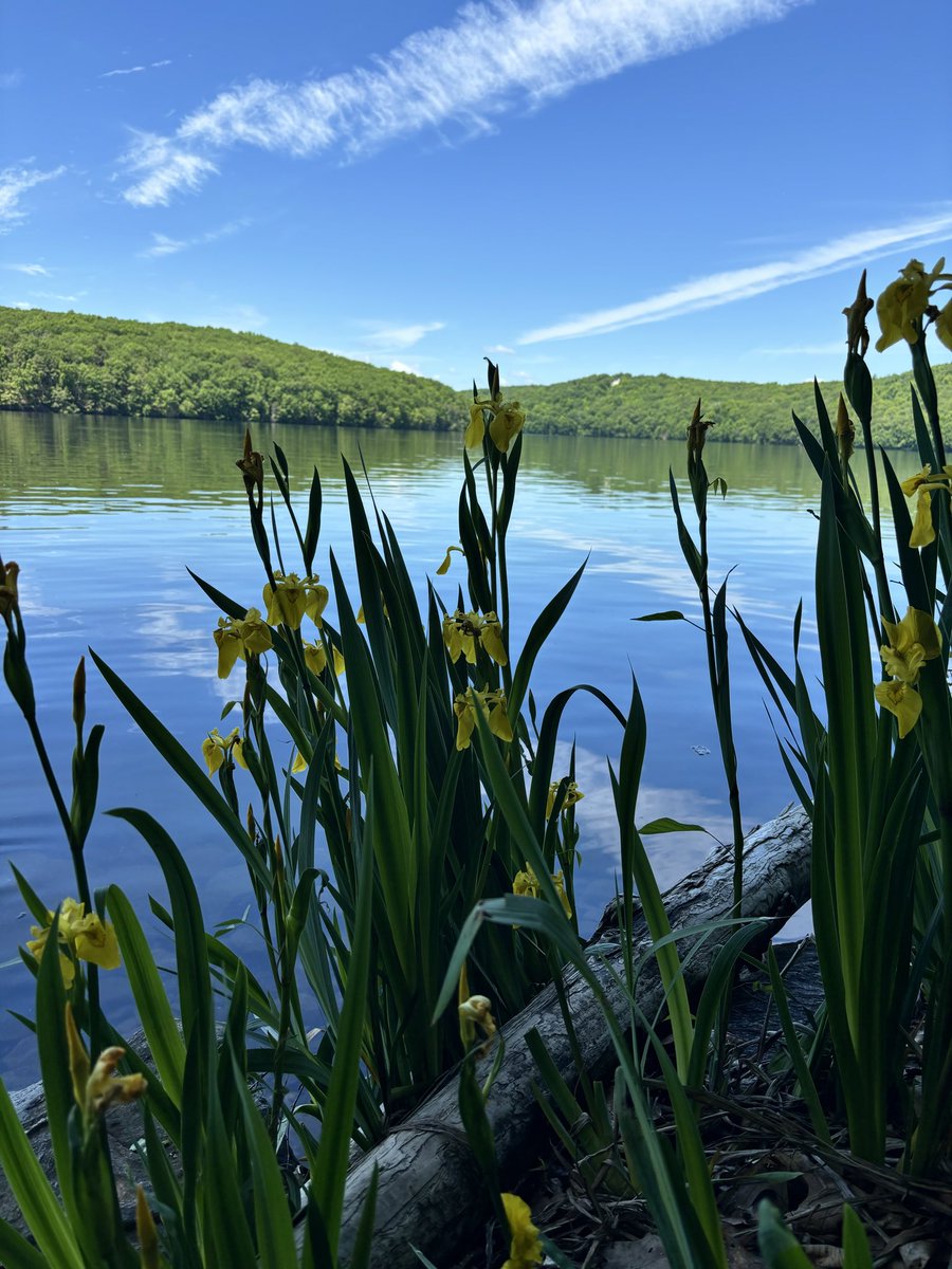 Eva_alien3's tweet photo. Flowers by the water, a perfect spot for a photo shoot! https://t.co/E6yF5gvW2I