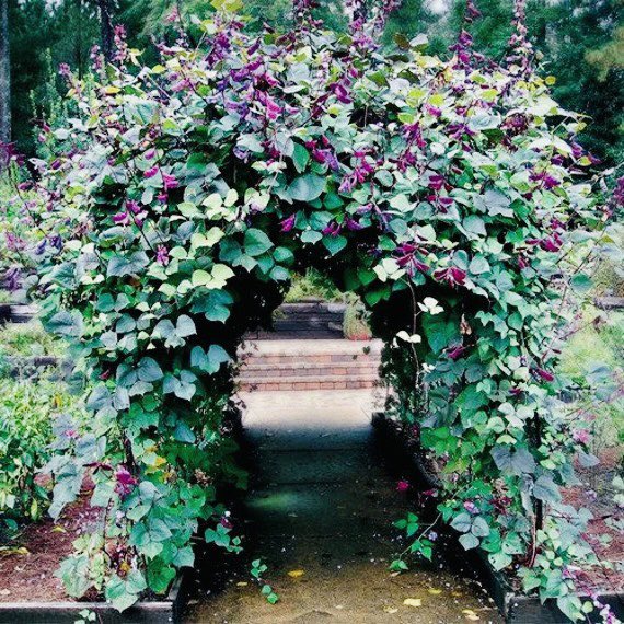 Brooke_StJames's tweet photo. The purple hyacinth bean vine is a super easy and fun plant to grow. They’re colorful, perfect for trellises, and grow up to 20’ a year. I plant some every spring. https://t.co/5RQ1w3Kz8R