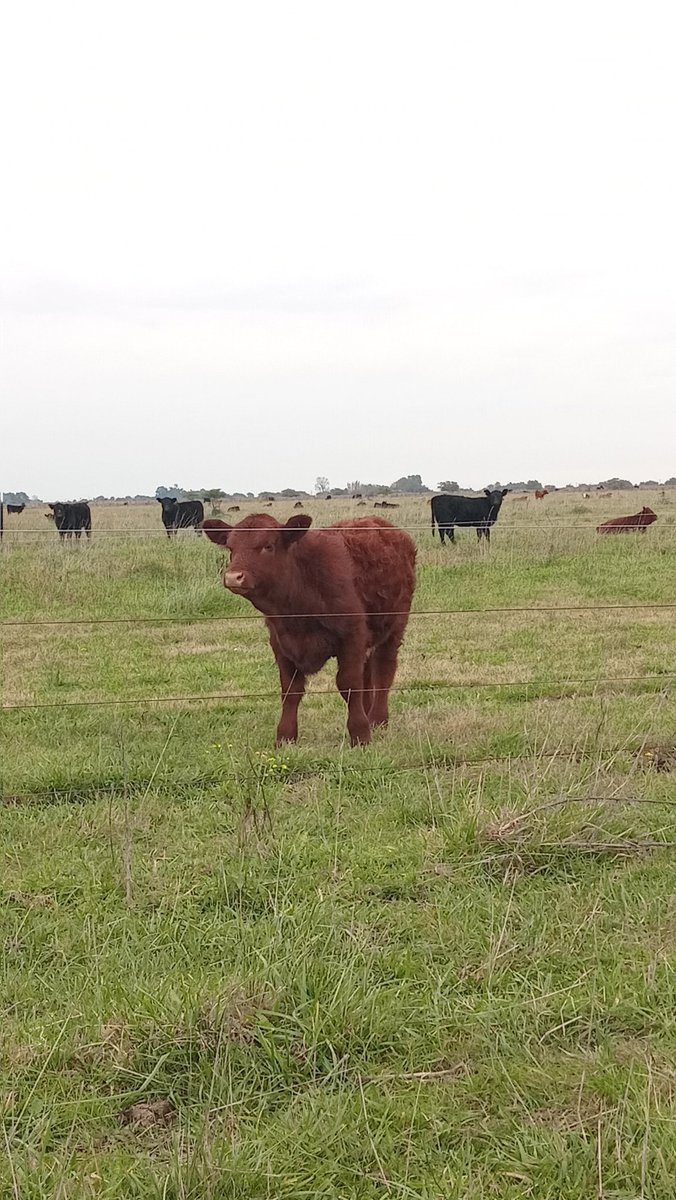 🐮Tere tweet media