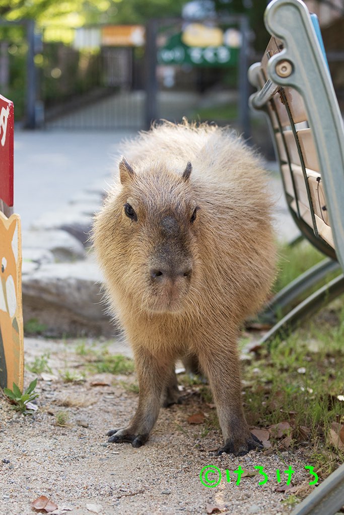 カピバラ子 おはようございます。かわいいポーズ（パピコ） #王子動物園 #カピバラ