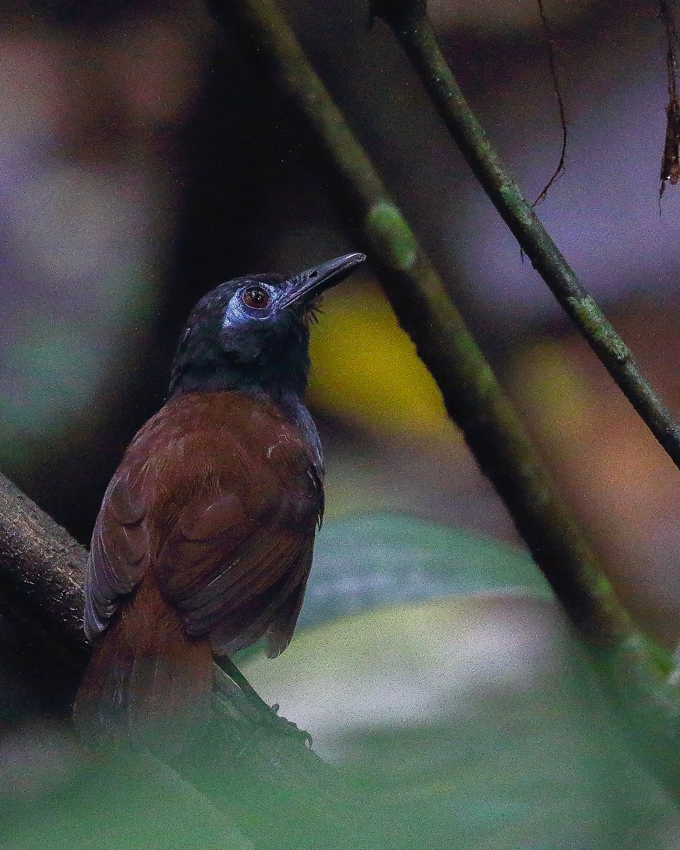 himanshuguptapr's tweet photo. #Bird ID: Chestnut-backed #Antbird
#Canon Gears
#BirdsSeenIn2025 #birdwatching #birdphotography #wildlifephotography #canonphotography #TwitterNatureCommunity #nature #photographyoftheday #birdtonic #birds #CostaRica
@natgeowild #wildlife #wild #BirdsOfTwitter #puravida https://t.co/qiOvrGfnmC