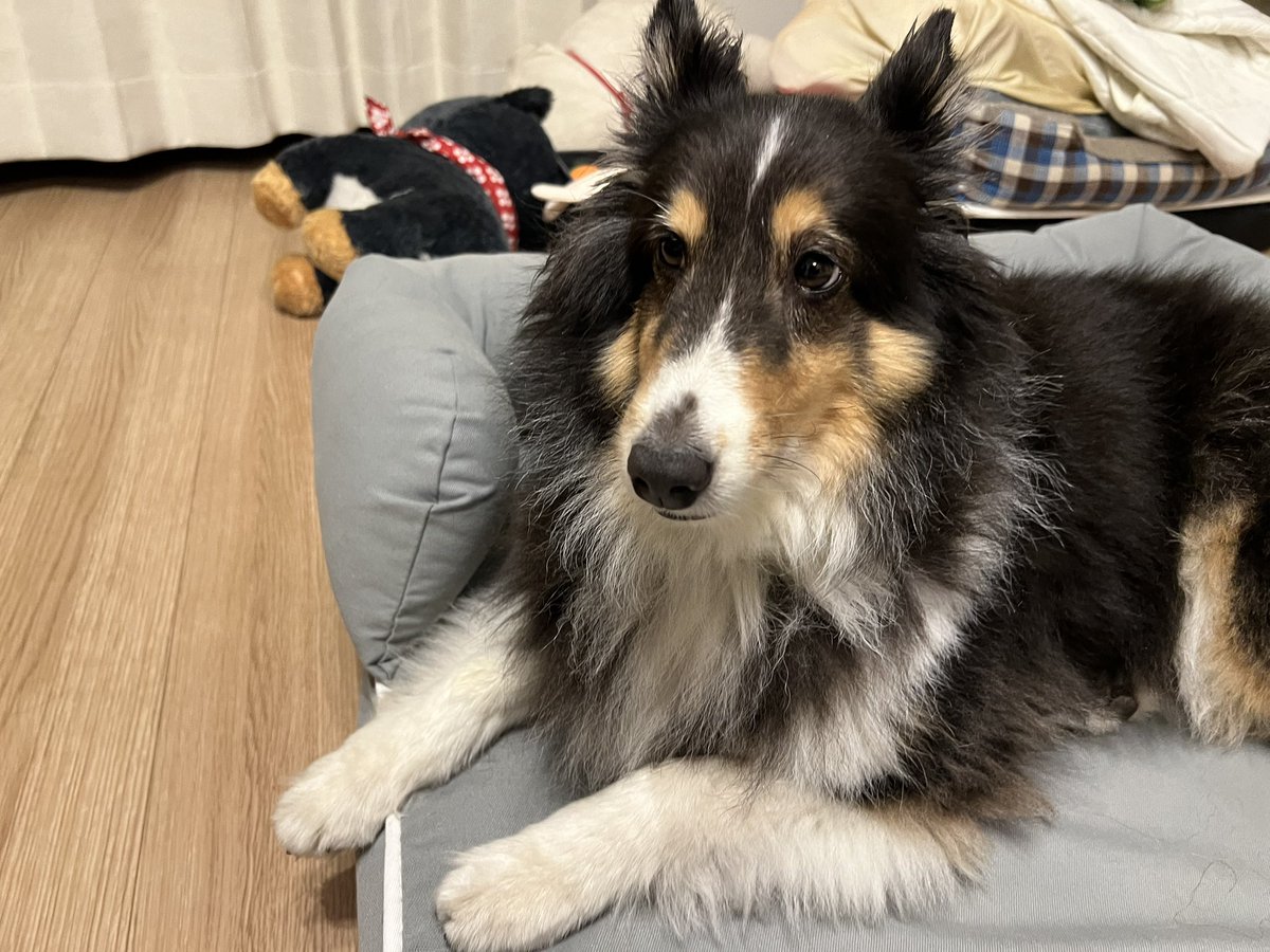oki765LT's tweet photo. 亡くなった愛犬りゅう君の毛
まだりゅう君の匂いがする笑笑
嫁から貰いました。 https://t.co/1TJSQ0BPvk
