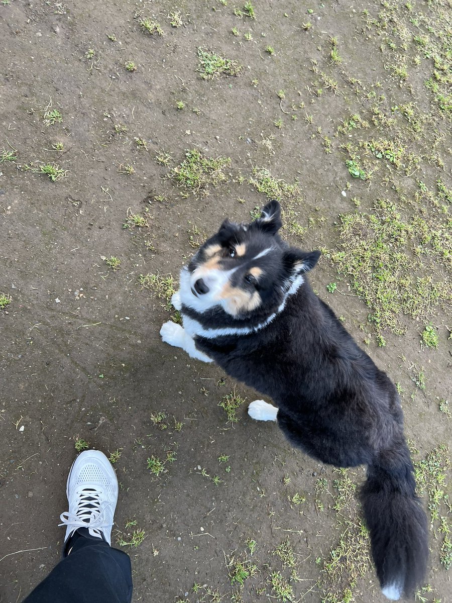 oki765LT's tweet photo. 亡くなった愛犬りゅう君の毛
まだりゅう君の匂いがする笑笑
嫁から貰いました。 https://t.co/1TJSQ0BPvk