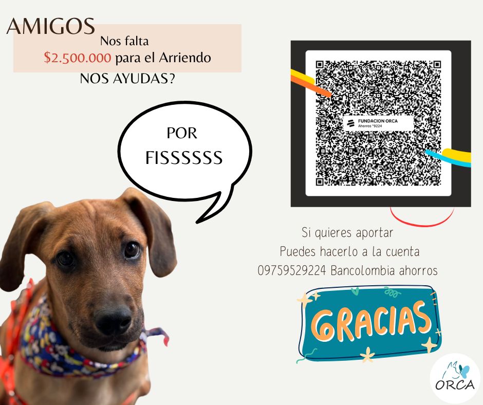 dianalunareja's tweet photo. Amigos de @FundacionOrca, paso a pedirles milqui que les sobren. Saben que la fundación trabaja rescatando, logrando atención veterinaria, esterilizando y dando en adopción responsable. 
Las donaciones hacen que sea posible. Gracias 🫶 https://t.co/NigawWVOI3