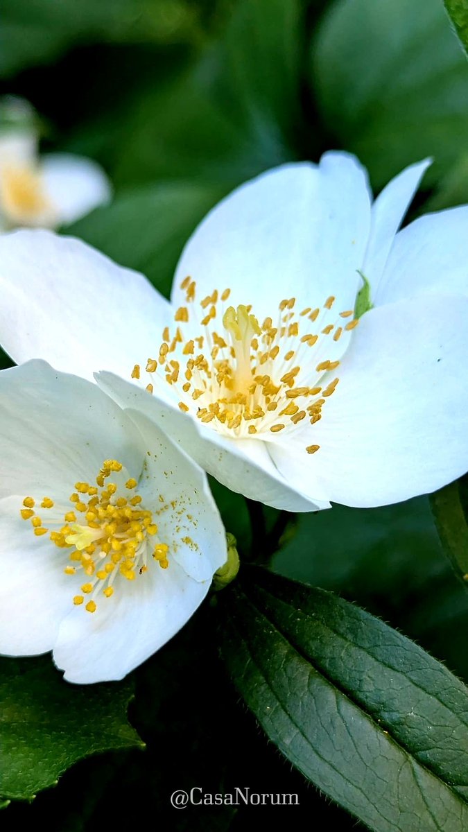 casanorum's tweet photo. #whiteflowers #naturephotography #flowerlovers #macroshot #blossom 

@casanorum.bsky.social https://t.co/VUBsP1eAWM