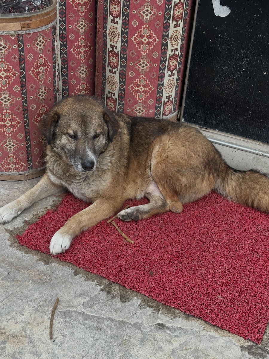 zllktlr's tweet photo. "Adı Şampiyon Fatsa oluklu köyünden kaybolmuştur.
En son maden düzü tarafında görülmüş. Oflaz fırının o civara doğru yürüyormuş. Tek patisi yok. Lütfen görenler bizimle iletişime geçsinler.05434058552 https://t.co/LkKqS8NvTI https://t.co/n755pakoyI