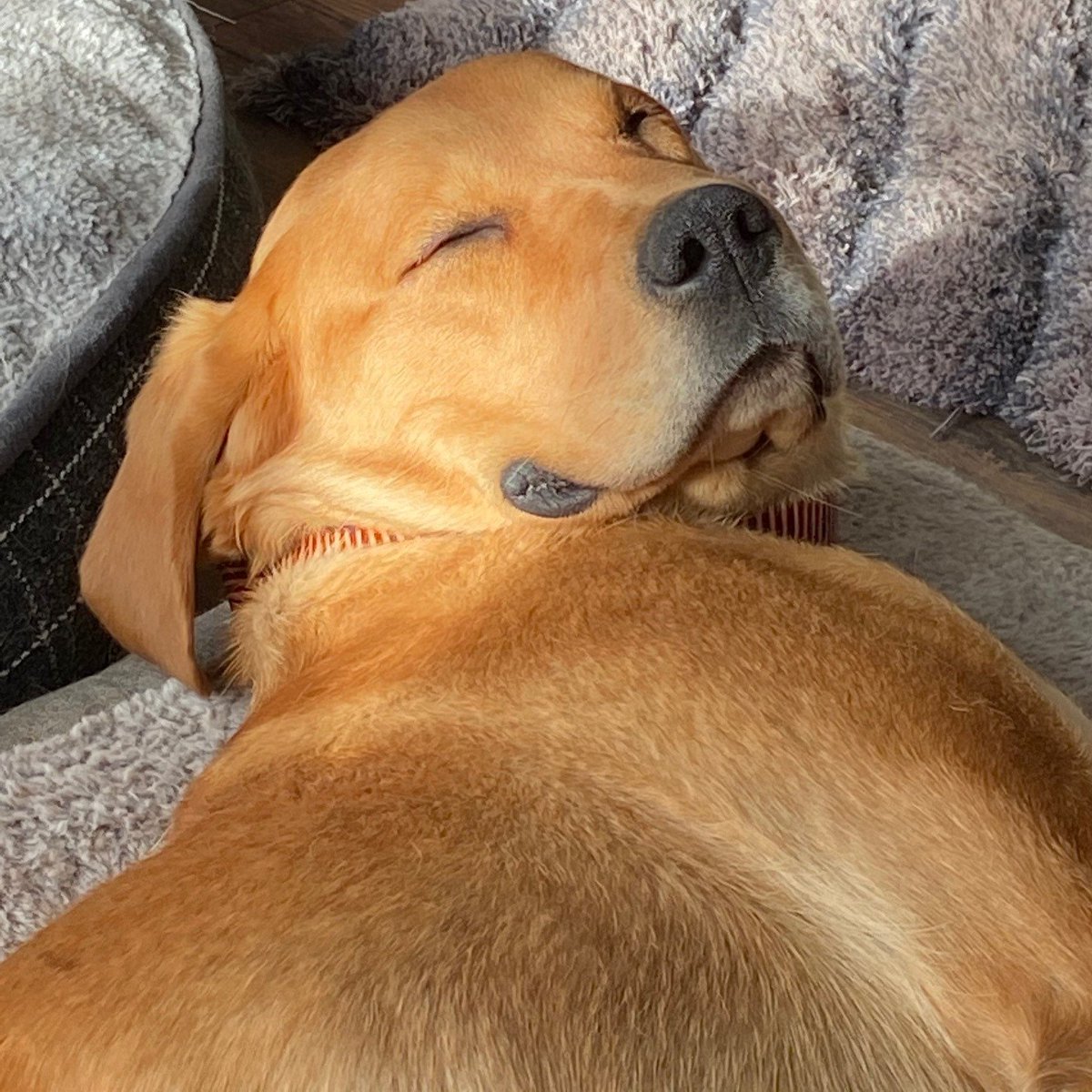 SarahRyanYEG's tweet photo. As an owner of multiple dogs, I've spent way too much time saying "no, don't pee on your sister." #yegdogs Pictured: The Culprit https://t.co/OWp0zYpFB6