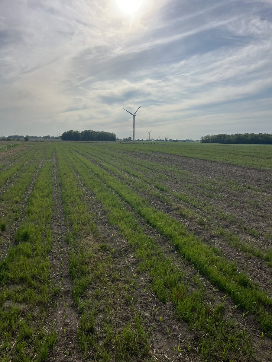 GrootFarmandR's tweet photo. @WoodyVa2 @WheatPete This was sprayed 2l of roundup 3 weeks ago, died back and this is the RE growth. Got screwed by the covercrop gurus https://t.co/1NtYO3MDJw